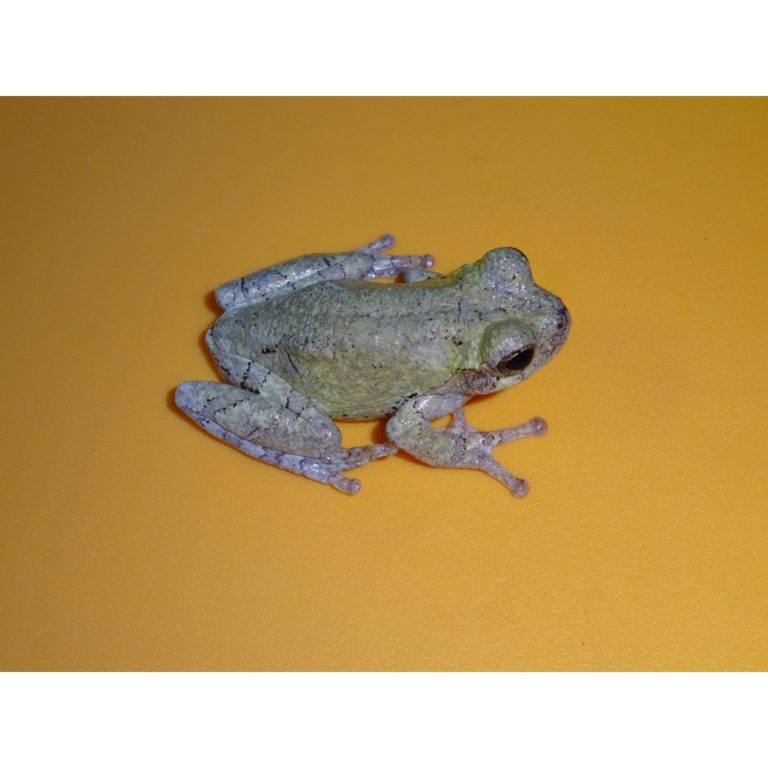Gray Tree Frog Juvenile To Adults Strictly Reptiles Inc