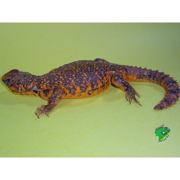 Red Niger Uromastyx Exceptional Color Juvenile To Adults Strictly