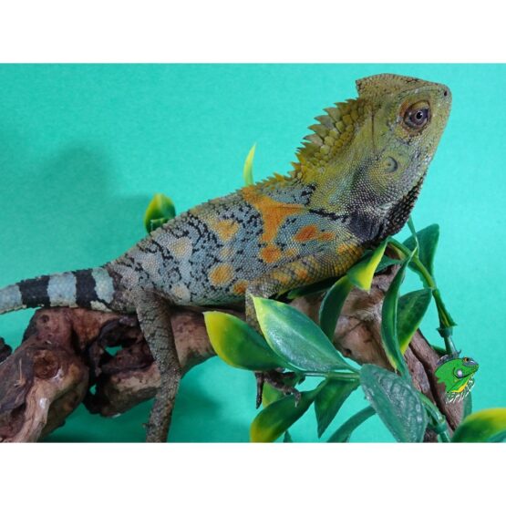 Agamids Strictly Reptiles Inc