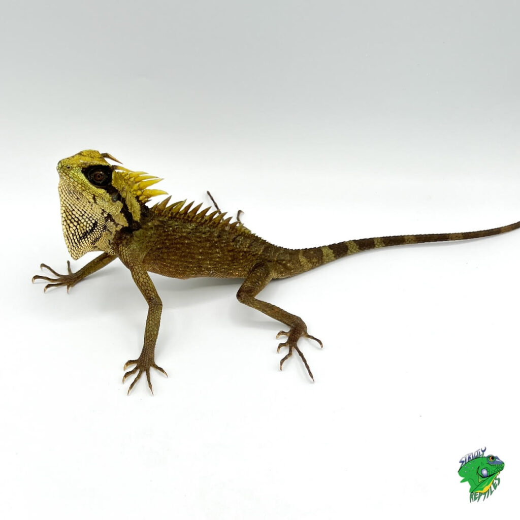 Agamids Strictly Reptiles Inc