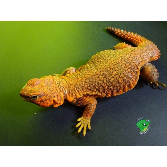 Red Niger Uromastyx Super Red Adult Strictly Reptiles