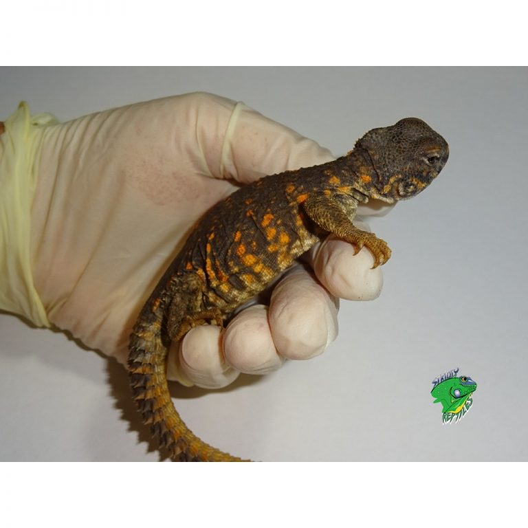 Red Niger Uromastyx Baby To Big Baby Strictly Reptiles