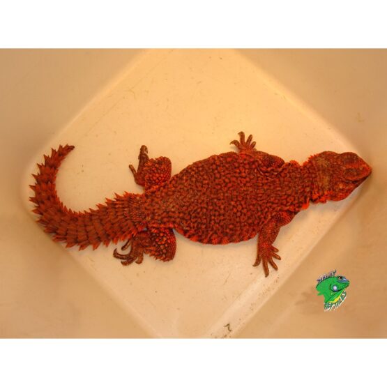 Red Niger Uromastyx Exceptional Color Juvenile To Adults Strictly