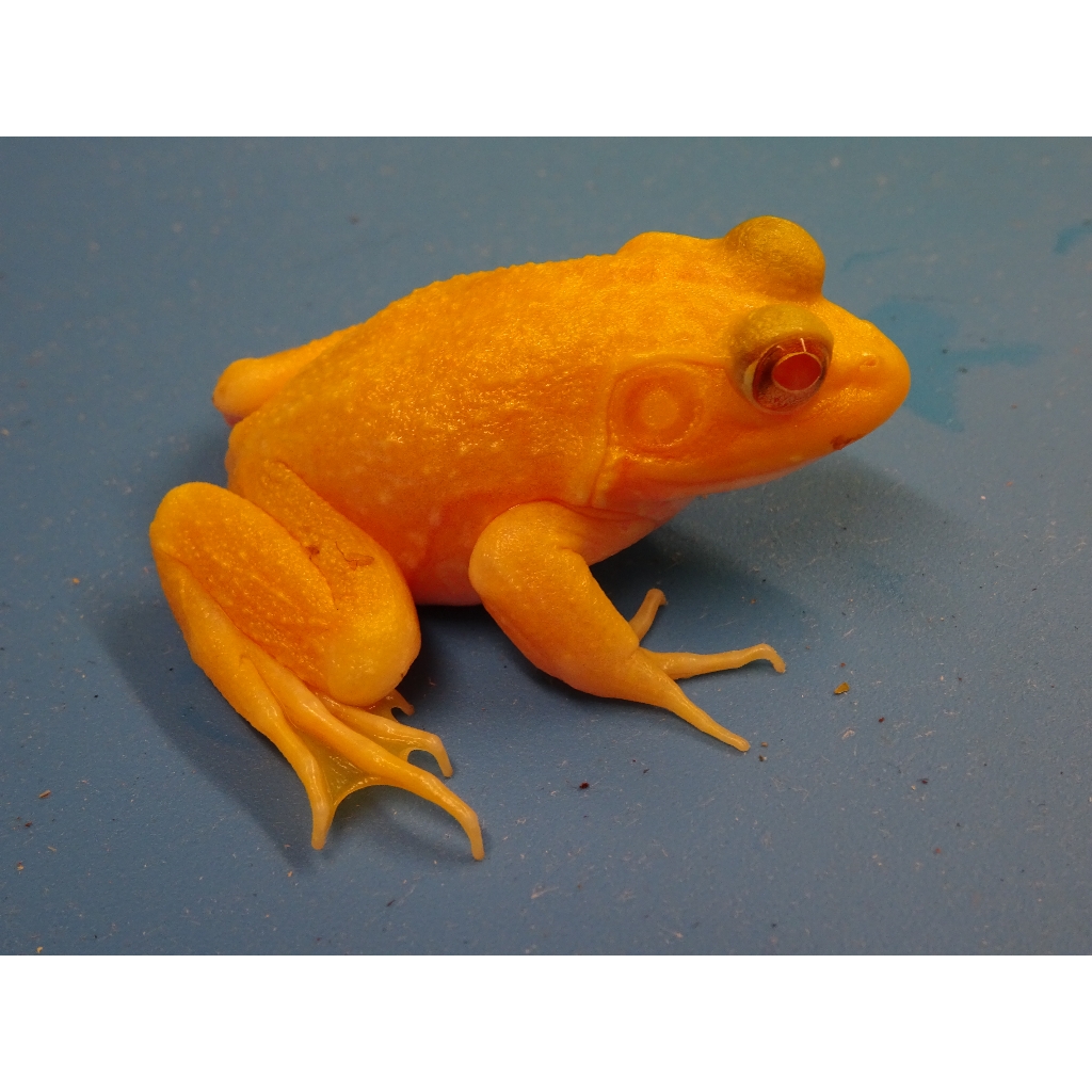 Albino Bullfrog – baby – Strictly Reptiles Inc.