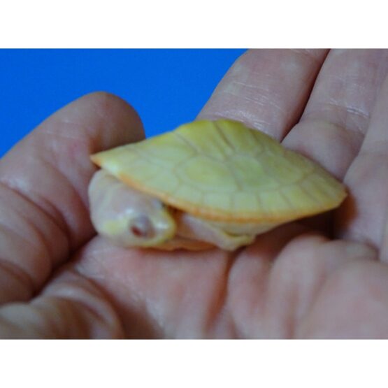 Albino Pink Bellied Sideneck Turtle baby