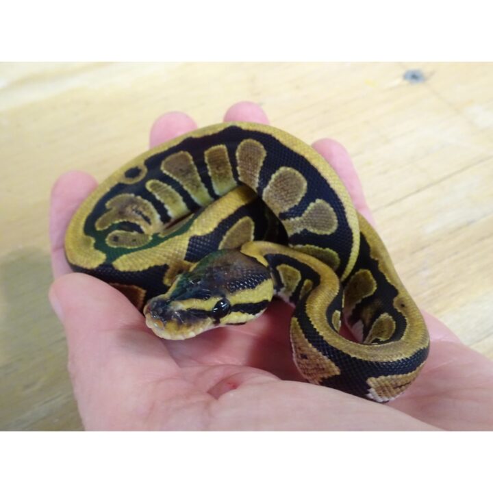 Ball Python feeding hatchling
