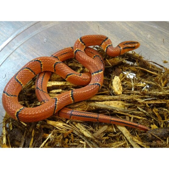 Broad Banded Rat Snake