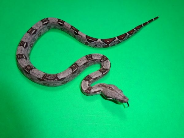 colombian boa constrictor