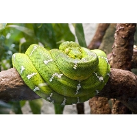 Emerald Tree Boa – juvenile – Strictly Reptiles Inc.