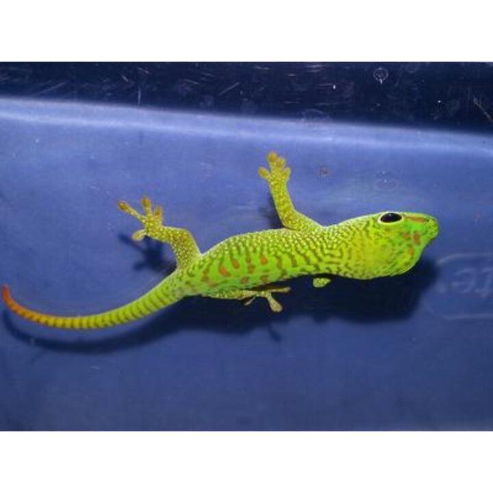Giant Day Gecko small