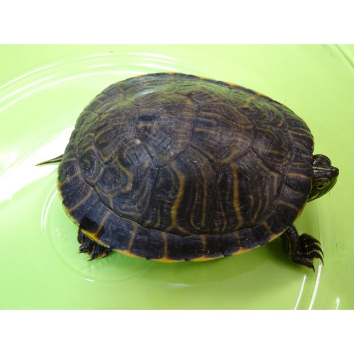 Heiroglyphic Cooter Turtle
