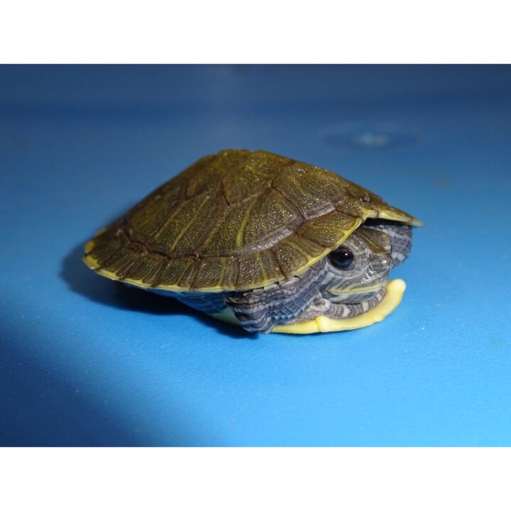 Hypermelanistic Hypo Red Ear Slider Turtle