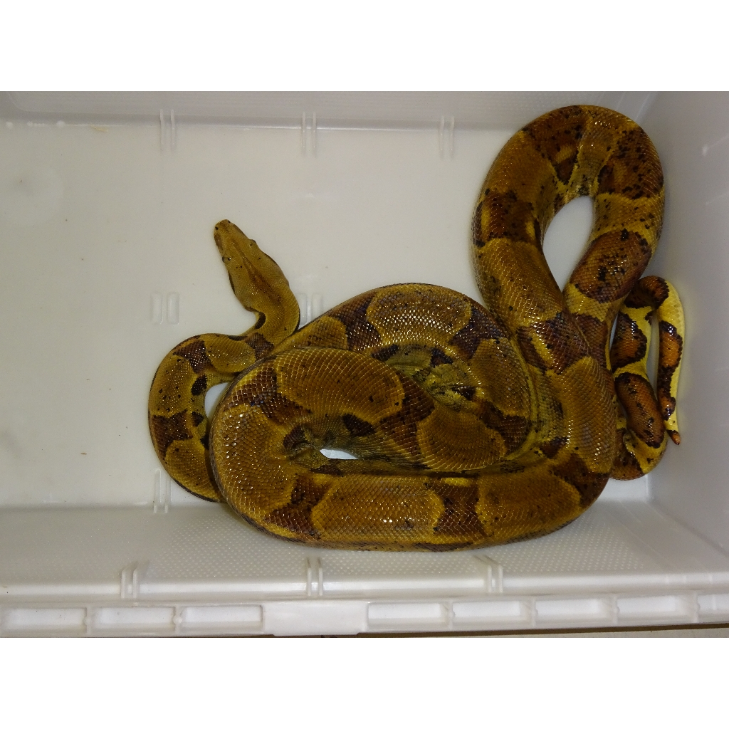 hypo colombian red tail boa