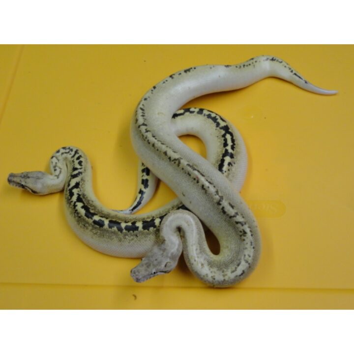 Ivory Blood Python pair