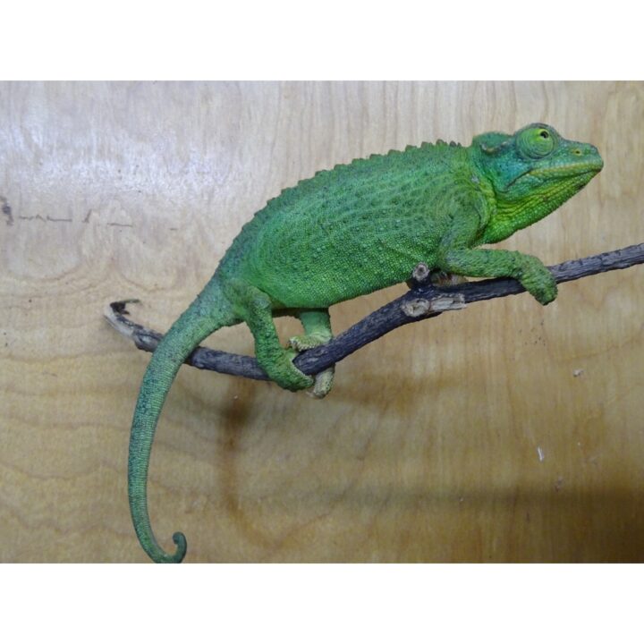 Jackson Chameleon female