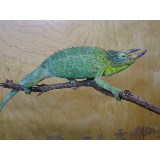 Jackson Chameleon male
