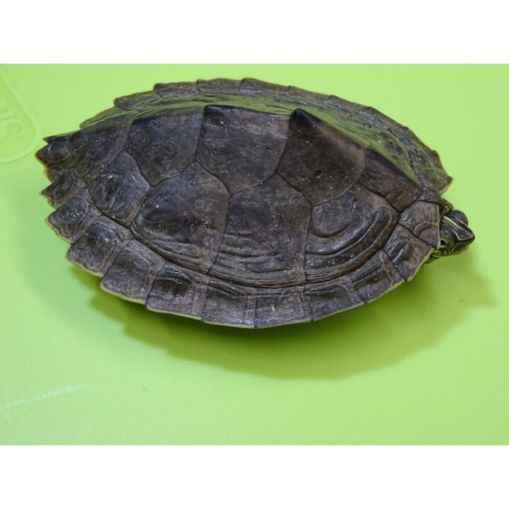 Map Turtle 3 - 5 inch