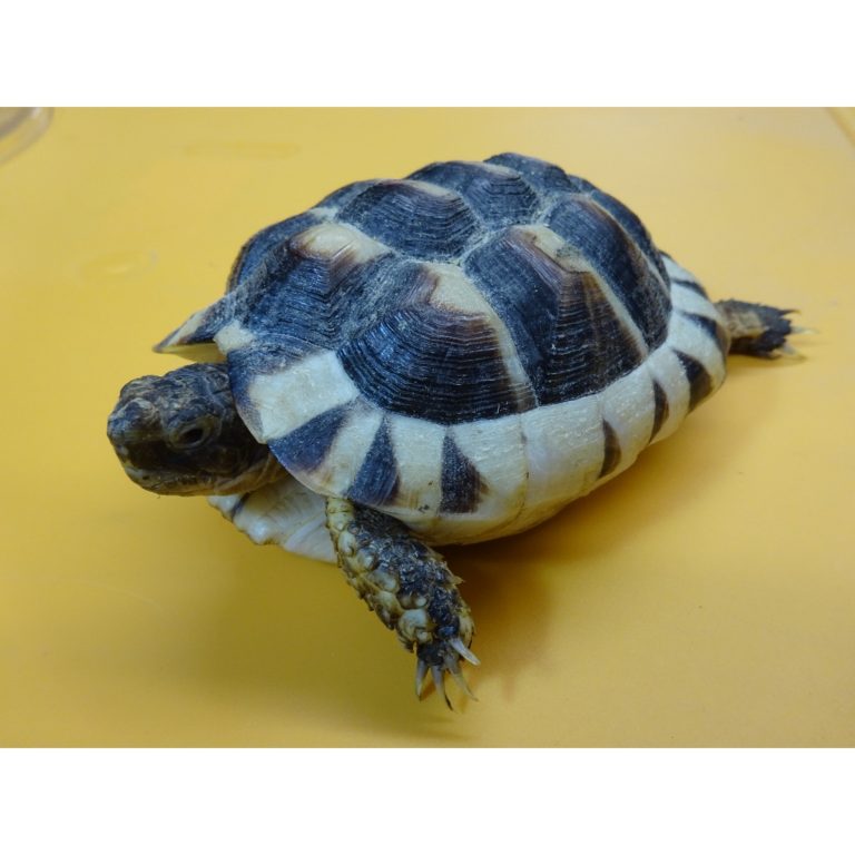 Marginated Tortoise - 3 inch - Strictly Reptiles Inc.