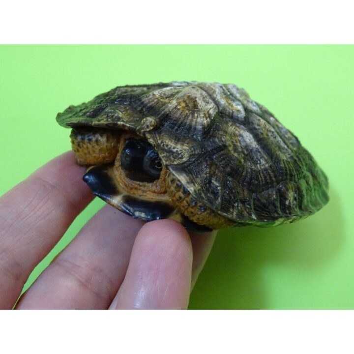 North American Wood Turtle 2 - 3 inch
