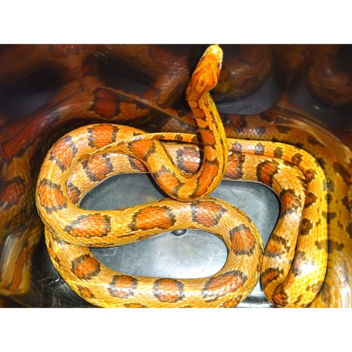 Okeete Corn Snake 5 feet