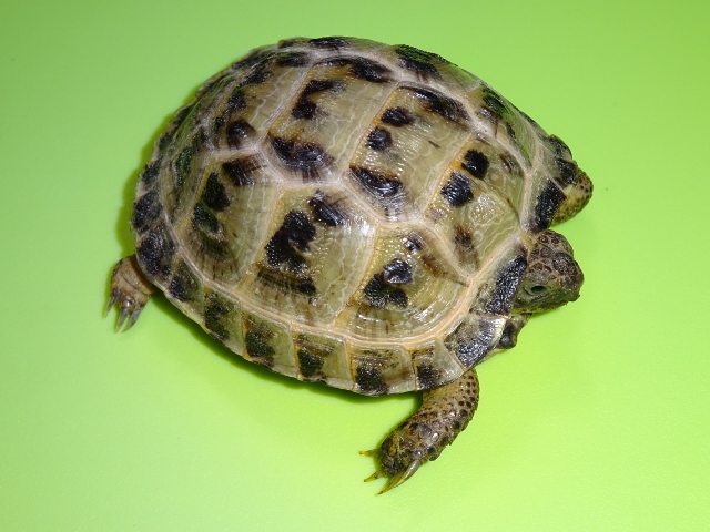 captive bred russian tortoise for sale