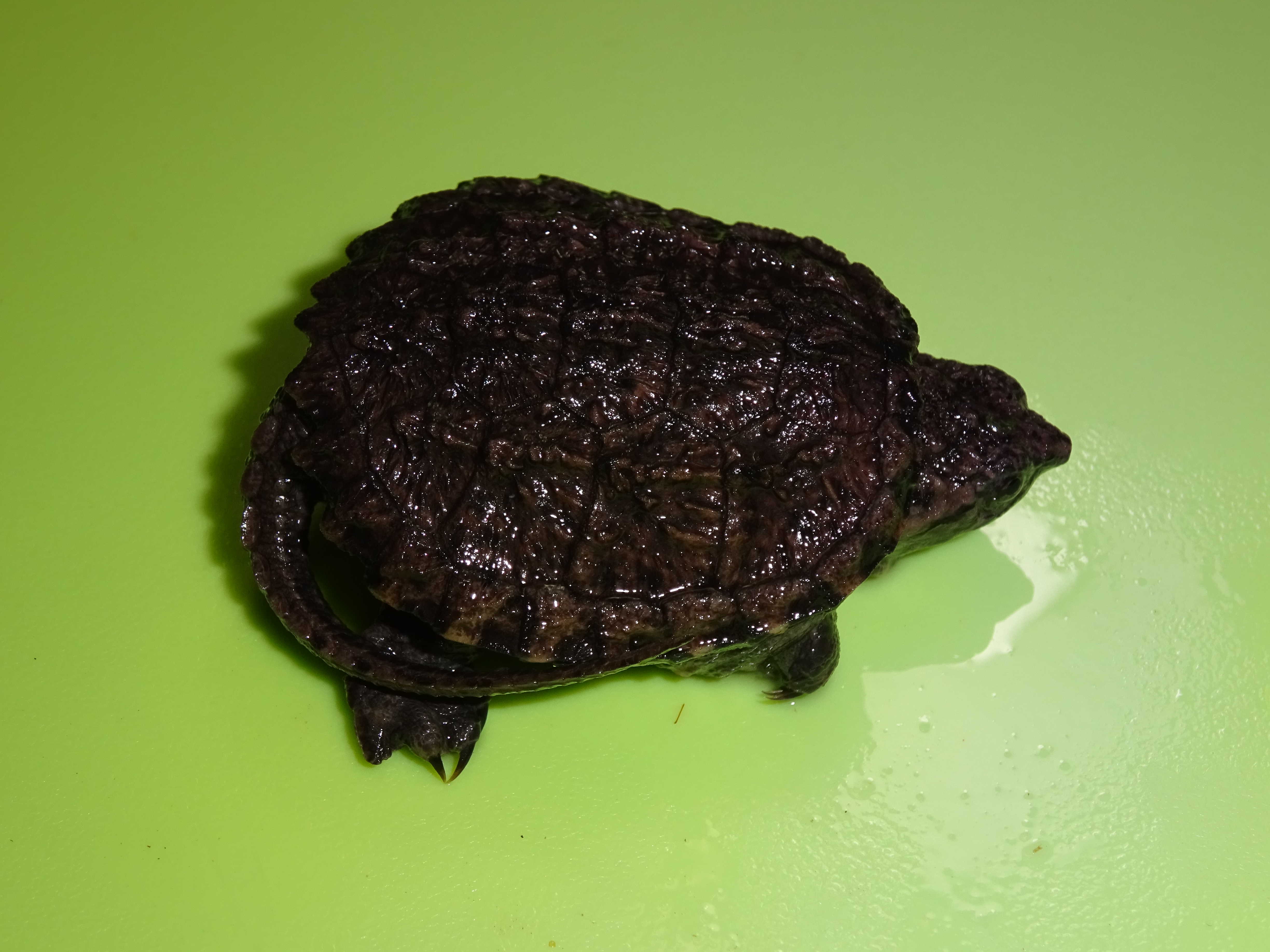 Common Snapping Turtle - cb baby - Strictly Reptiles