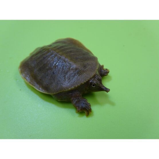 Spiny Softshell Turtle baby