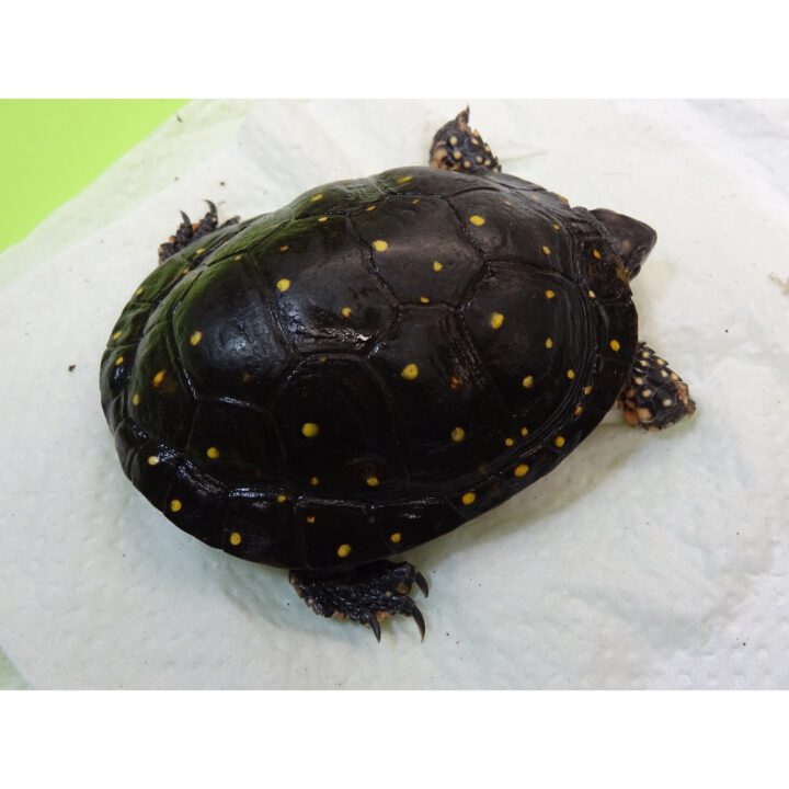 Spotted Turtle 2 inch