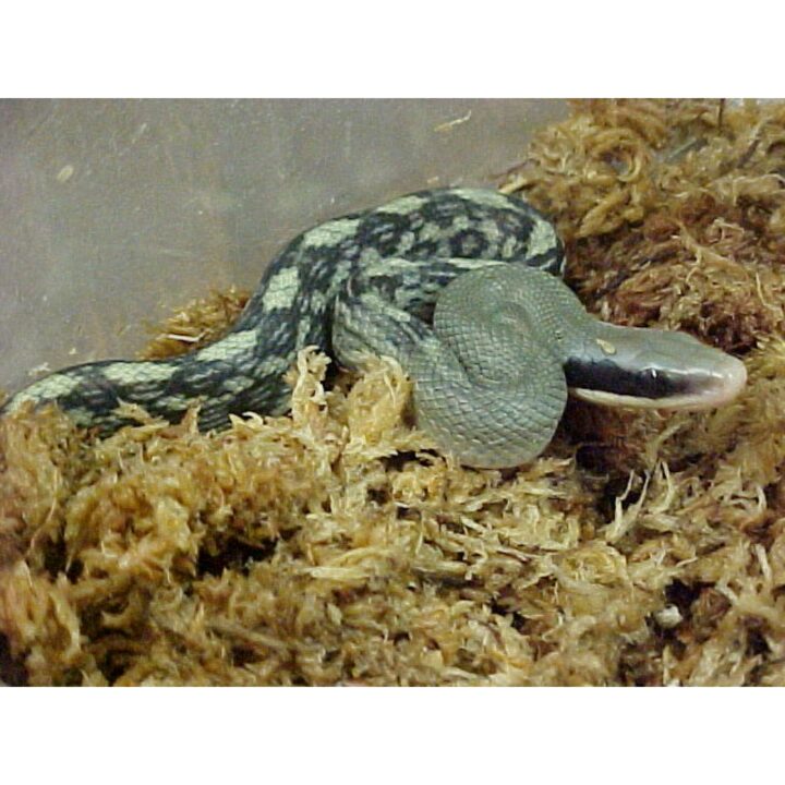 Vietnam Blue Beauty Rat Snake