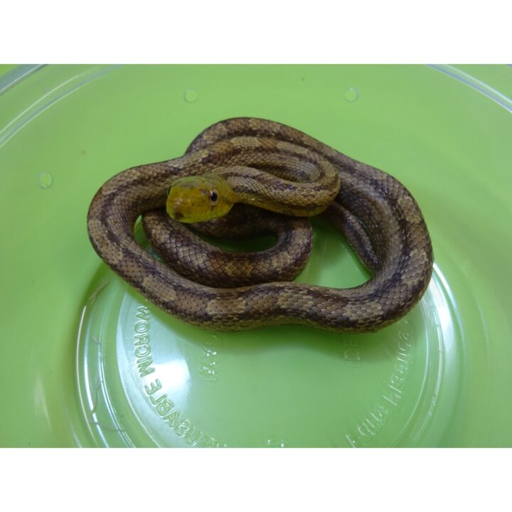Yellow Rat Snake small