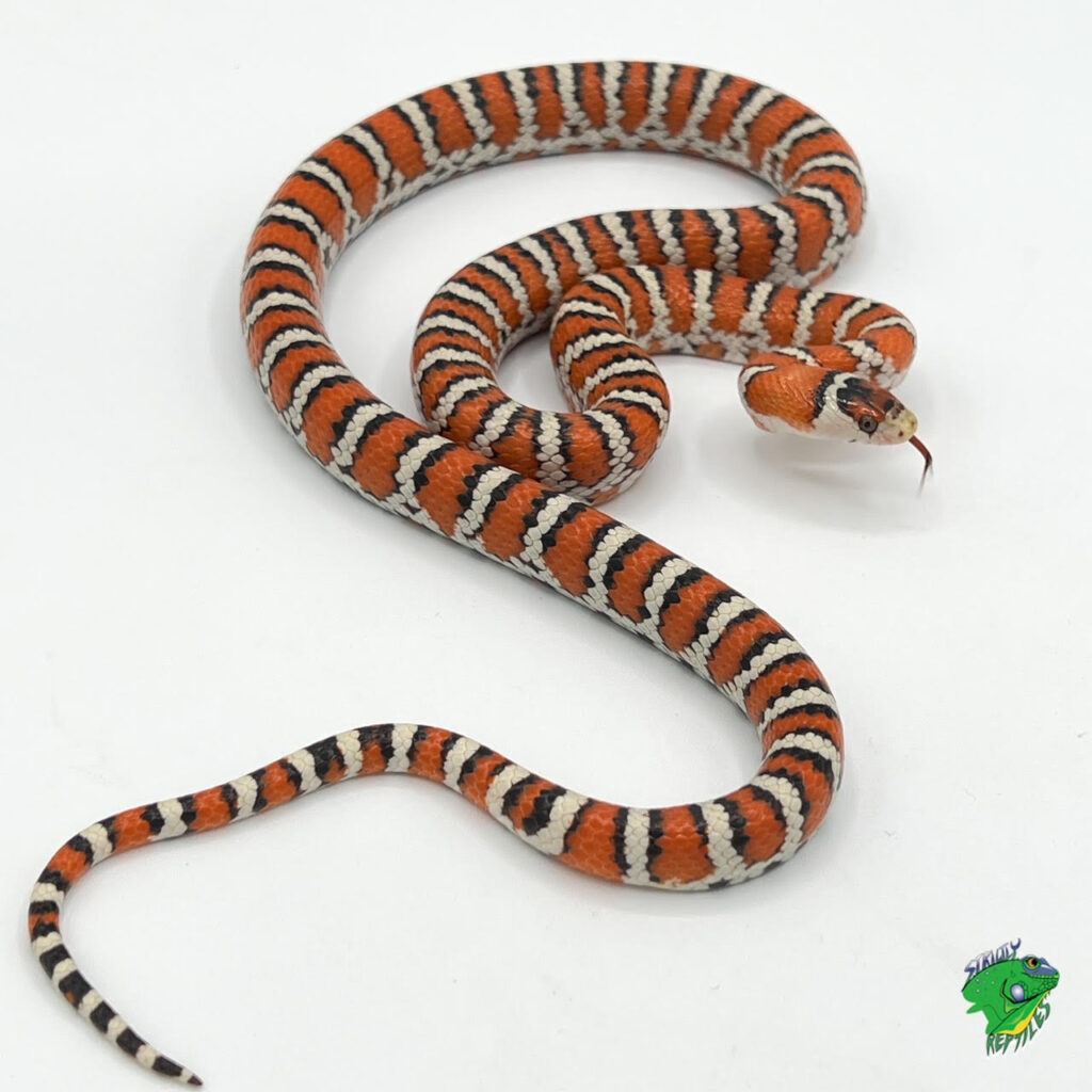 Arizona Mountain King Snake - sub adult - Strictly Reptiles Inc.