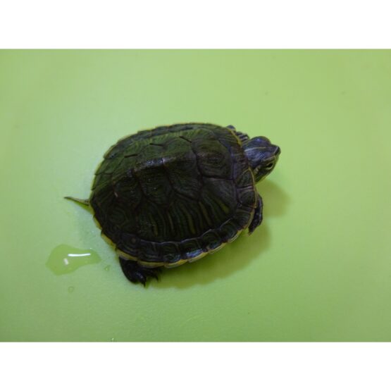 Cumberland Slider Turtle baby