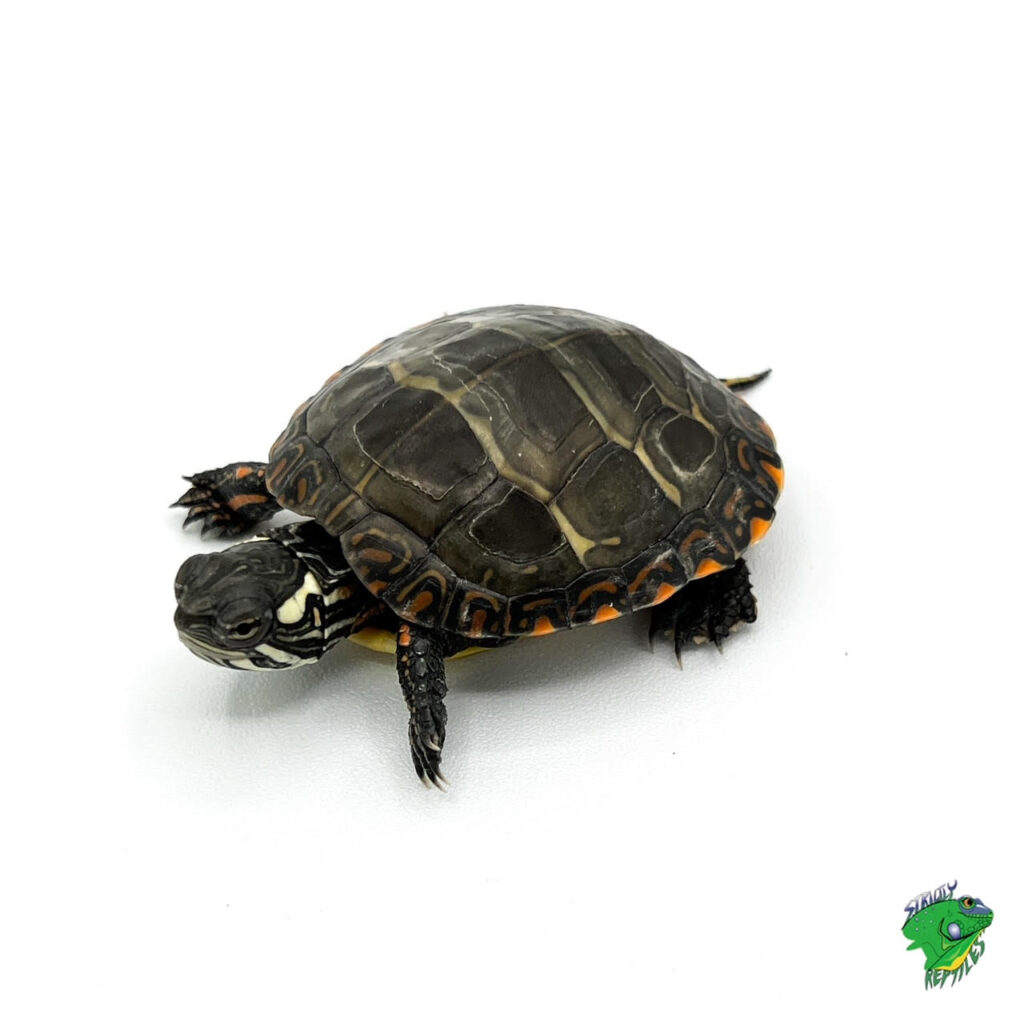 Eastern Painted Turtle - baby - Strictly Reptiles