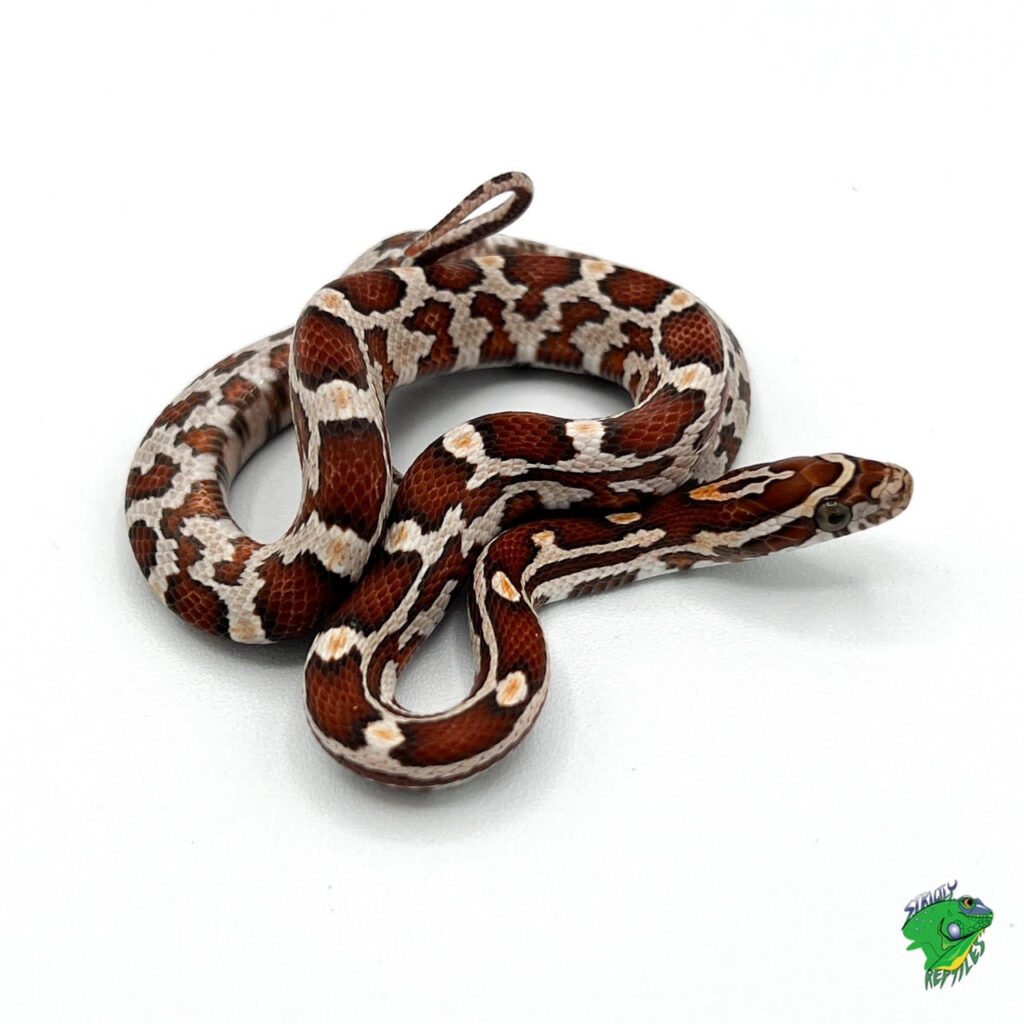 Tessera Snow Corn Snake – baby – Strictly Reptiles Inc.