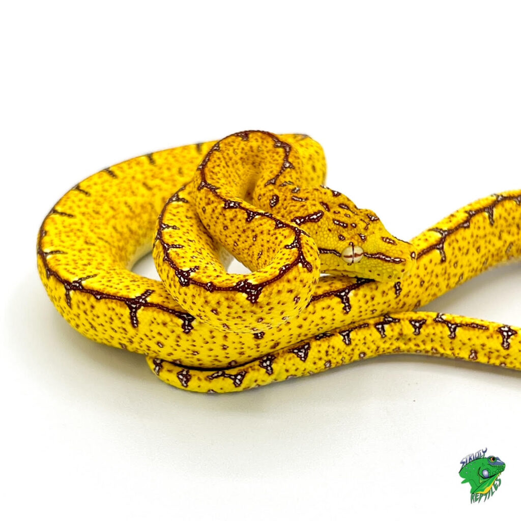 Brown Water Python – baby – Strictly Reptiles Inc.