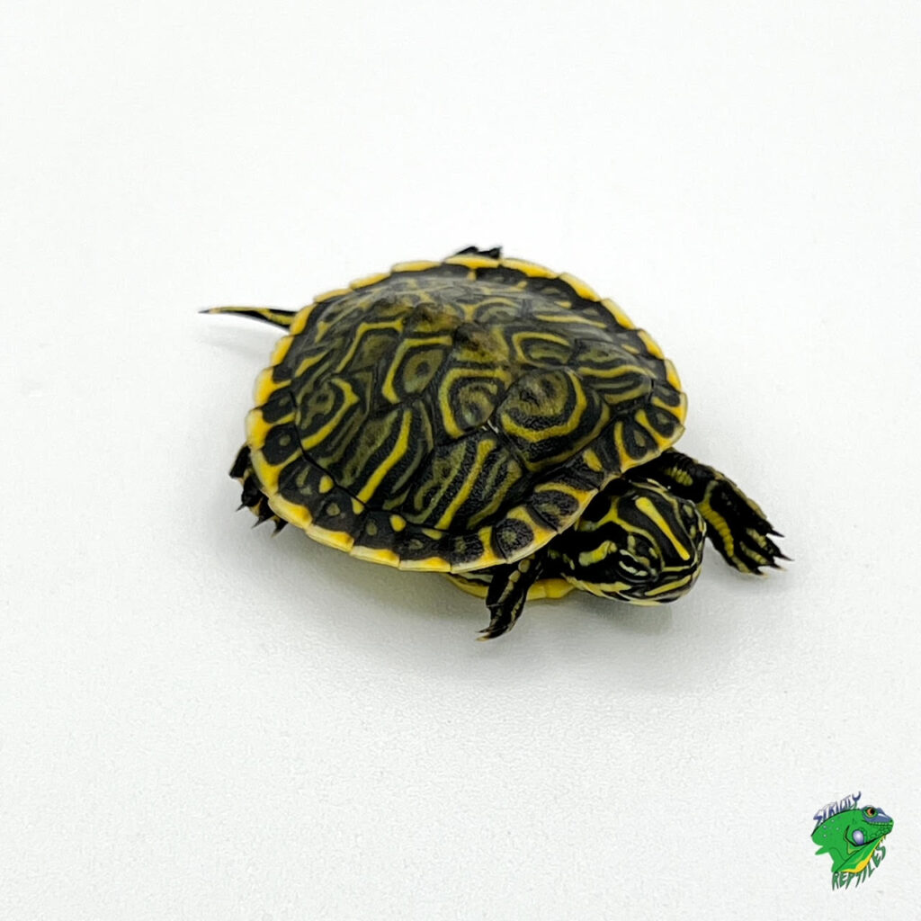 Japanese Pond Turtle - cb baby - Strictly Reptiles