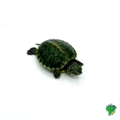 Japanese Pond Turtle - cb baby - Strictly Reptiles