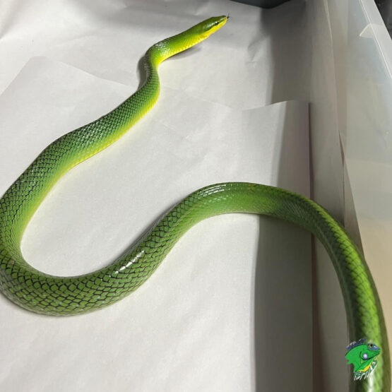 Red Tail Green Rat Snake - juvenile to adult - Strictly Reptiles Inc.