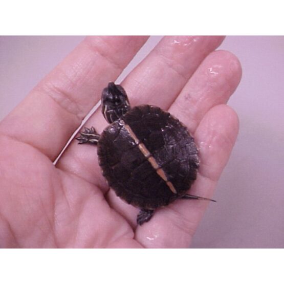 Southern Painted Turtle baby