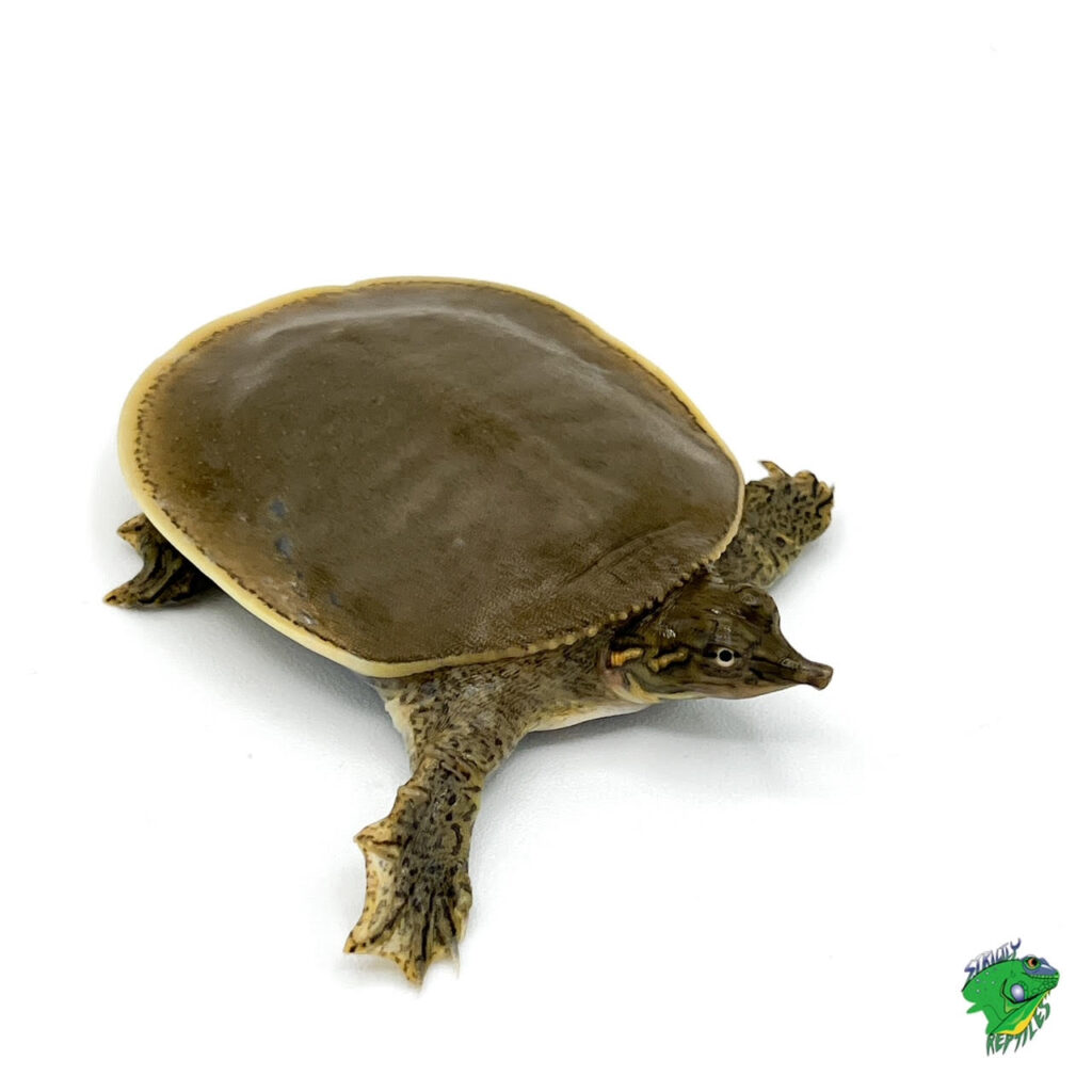 Spiny Softshell Turtle - cb baby - Strictly Reptiles