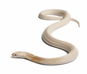 Albino Monocled Cobra