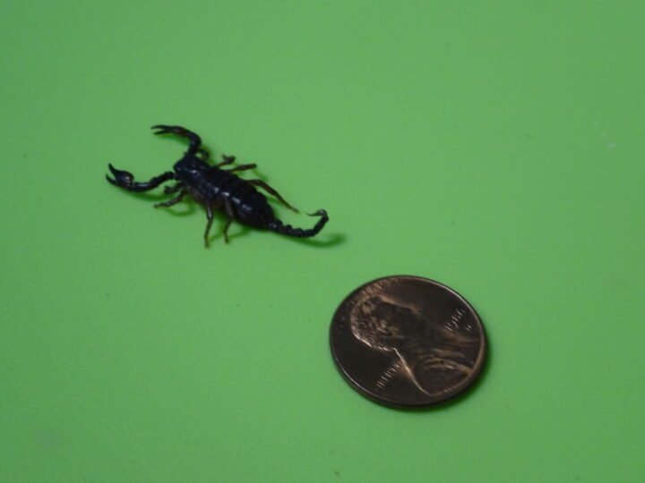 Asian Forest Scorpion baby