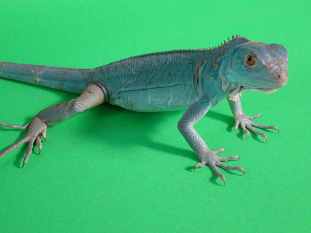 blue-iguana-small-no-florida-sales-strictly-reptiles