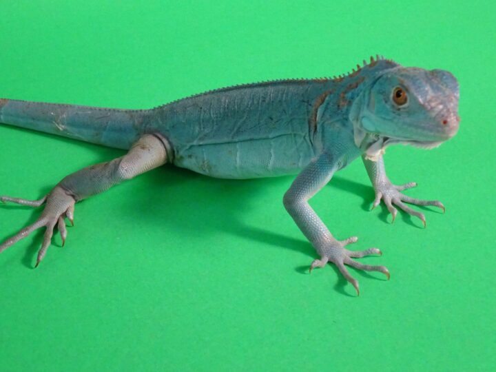 Blue Morph Green Iguana
