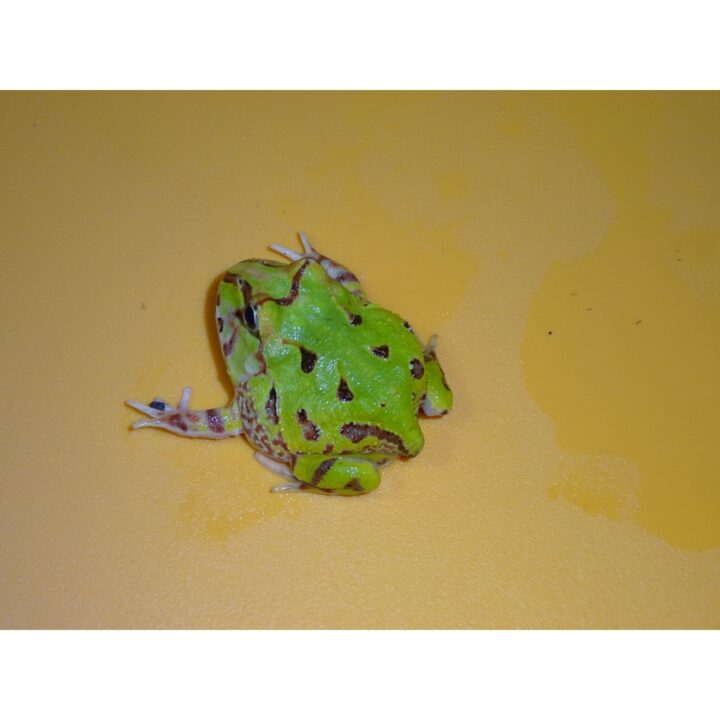 Brazilian Horn Frog baby