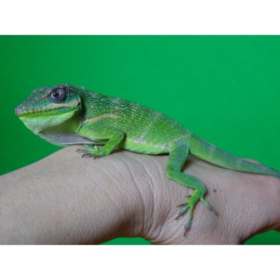 Monkey Anole - Adults - Strictly Reptiles