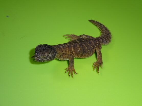 Egyptian Uromastyx - Baby To Big Baby SPECIAL - Strictly Reptiles Inc.