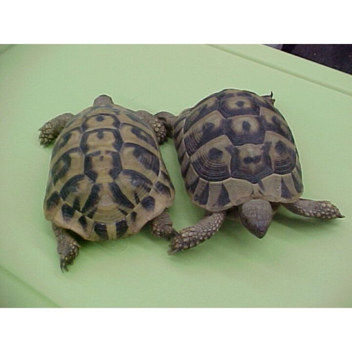 Herman's Tortoise pair