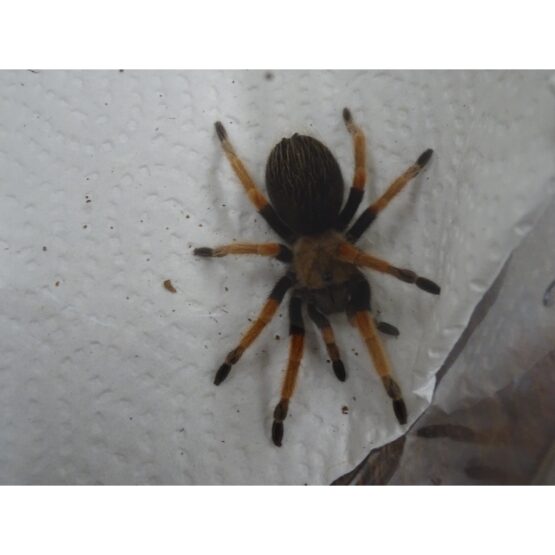 Mexican Fire Leg Tarantula