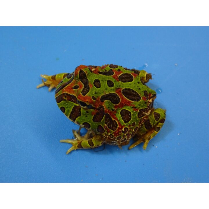 Ornate Horn Frog baby